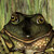 American Bullfrog