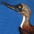 Blue-Footed Booby