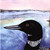 Common Loon