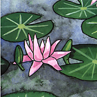 Fragrant Waterlily