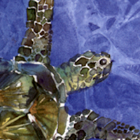 Green Sea Turtle