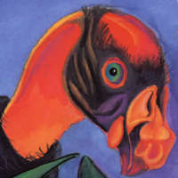 King Vulture