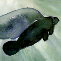 West Indian Manatee