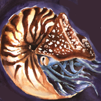 Chambered Nautilus