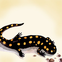 Spotted Salamander