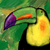 Keel-Billed Toucan