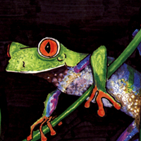 Red-Eyed Tree Frog