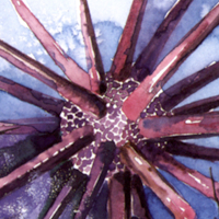 Slate Pencil Urchin