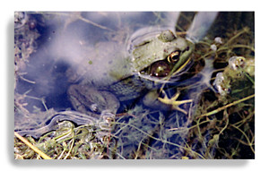 Green Frog